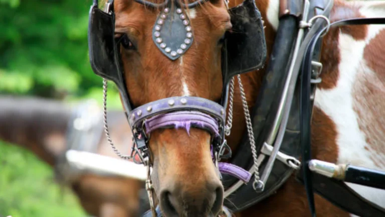 horse blinders