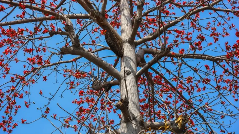 red spotted gum