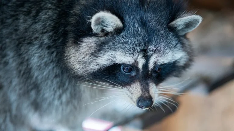 finnish raccoon