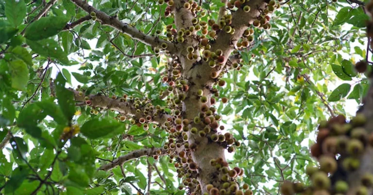 jackalberry tree what eats it