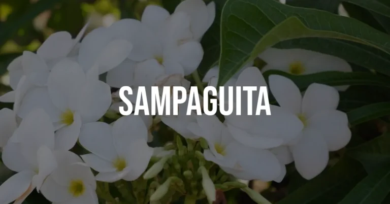 sampaguita