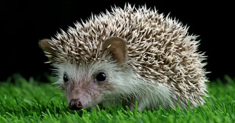 What Is a Hedgehog