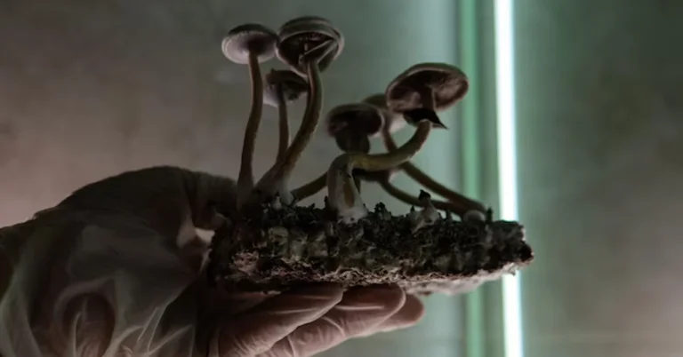 will shrooms show up on a urine test